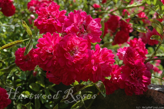 'Ferdinand Roussel' rose photo
