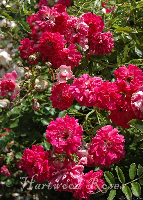 'Ferdinand Roussel' rose photo
