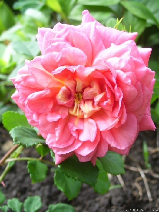 'Christopher Marlowe' rose, click to enlarge 'Christopher Marlowe' rose photo