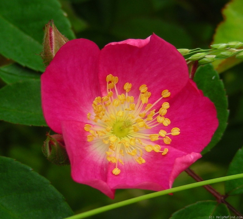 'Pink Clouds (miniature, Moore, 1956)' rose photo