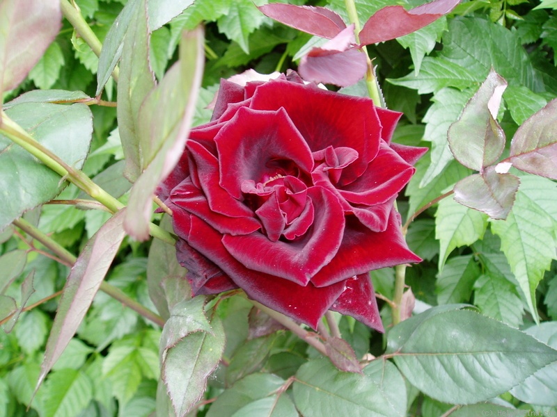 'Barkarole ® (hybrid tea, Evers 1988)' rose photo