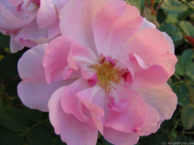 'Cordelia (English Rose, Austin, 2000)' rose photo