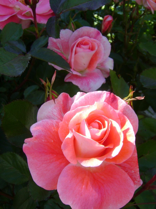 'Allée Abricot ®' rose photo