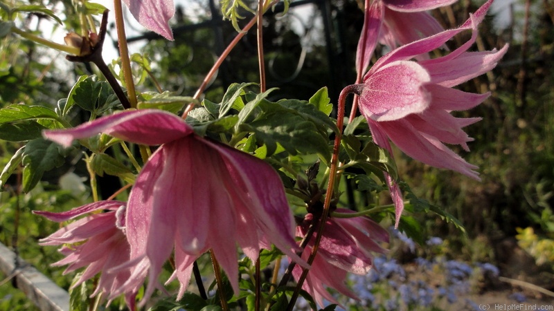 'Markham's Pink' clematis photo
