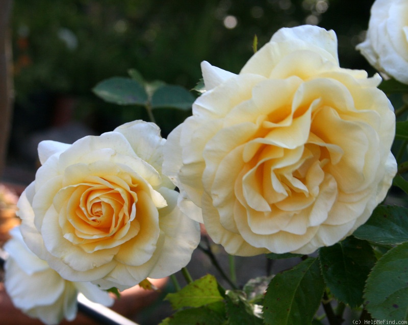 'Sunshine Daydream' rose photo