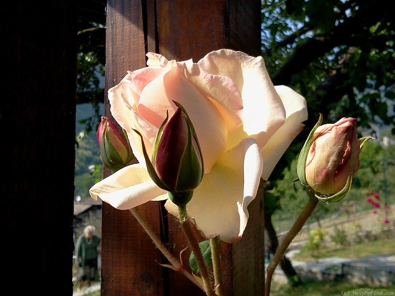 'Souvenir de Madame Léonie Viennot' rose photo