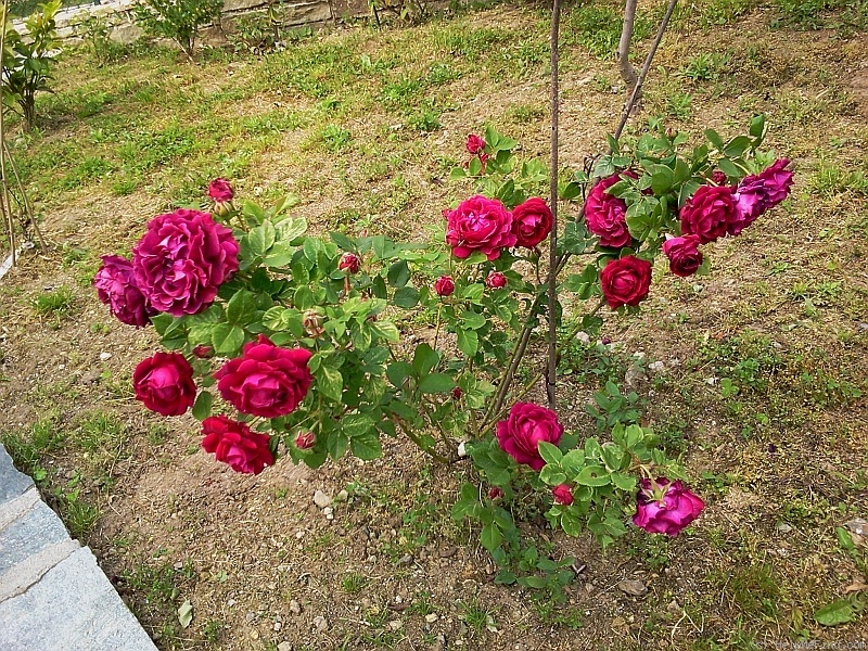 'Duc of Edinburgh' rose photo