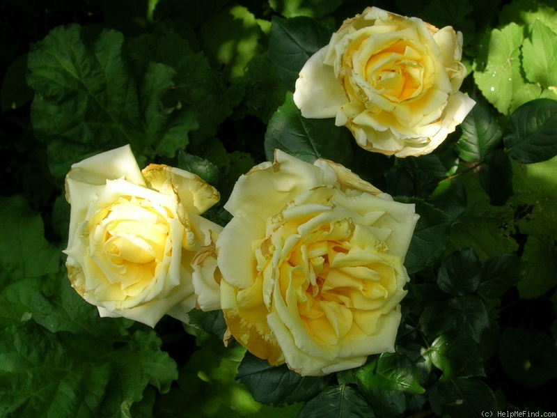 'Deyrolle' rose photo