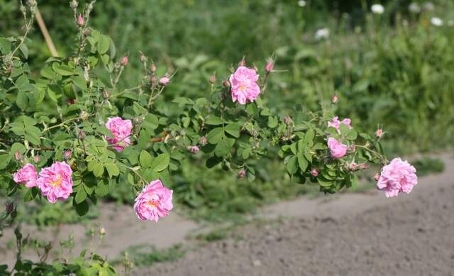 'Trigintipetala' rose photo