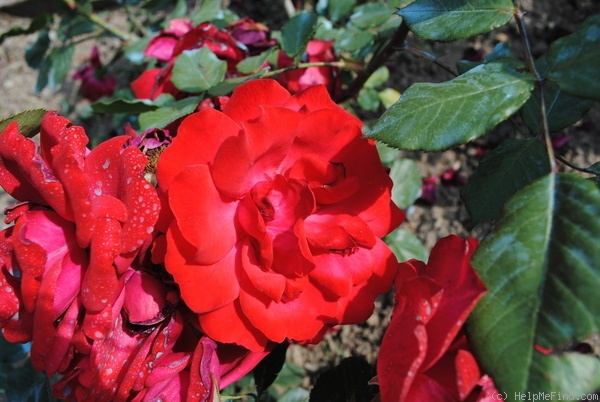 'Cyprienne' rose photo