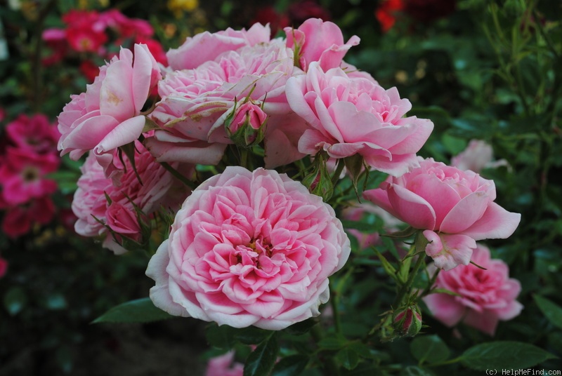'Rosabell (floribunda, Cocker, 1988)' rose photo