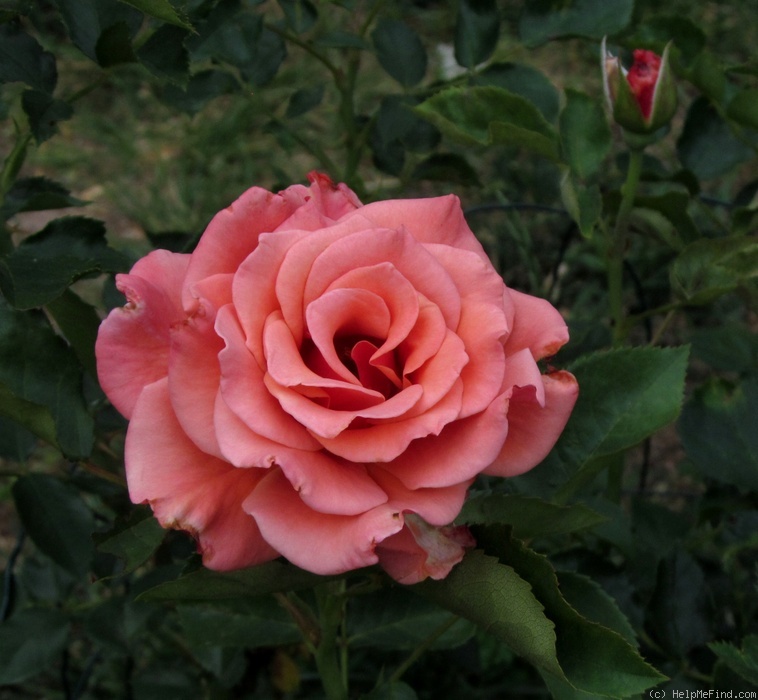 'Remember Me ® (hybrid tea, Cocker 1979)' rose photo