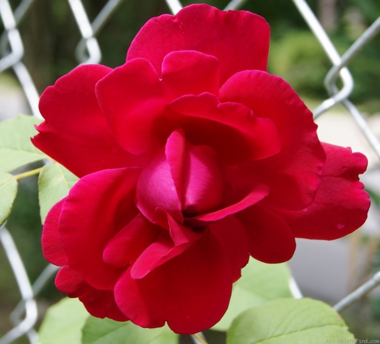 'Denoyel' rose photo