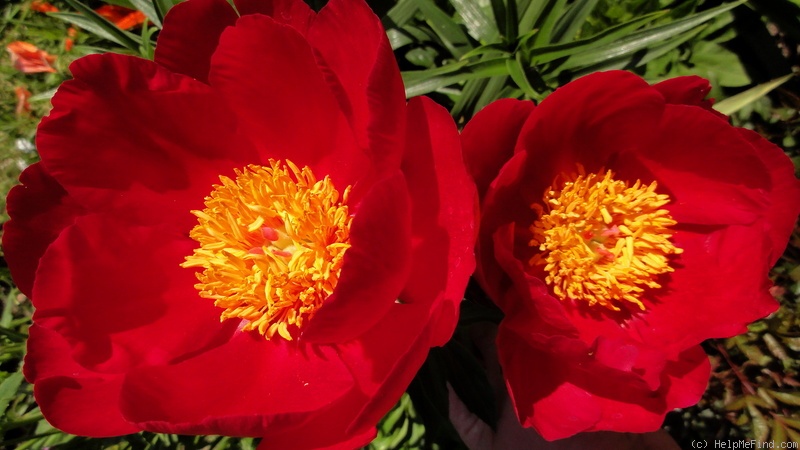 'Scarlet O'Hara' peony photo