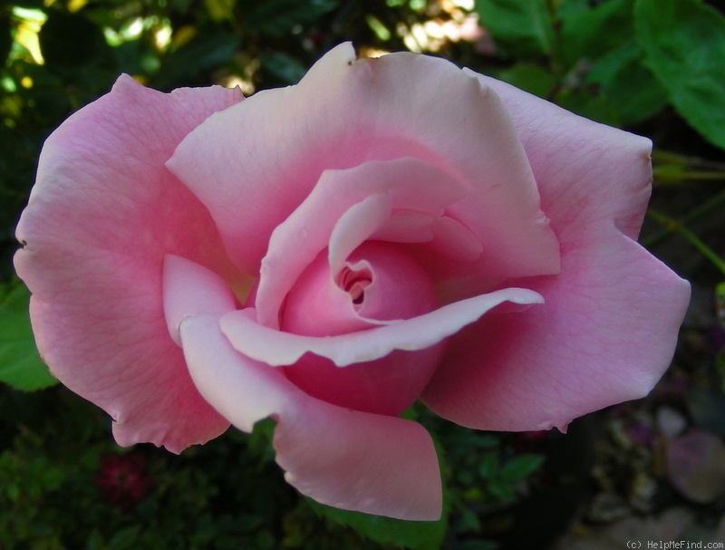 'Shunpo' rose photo