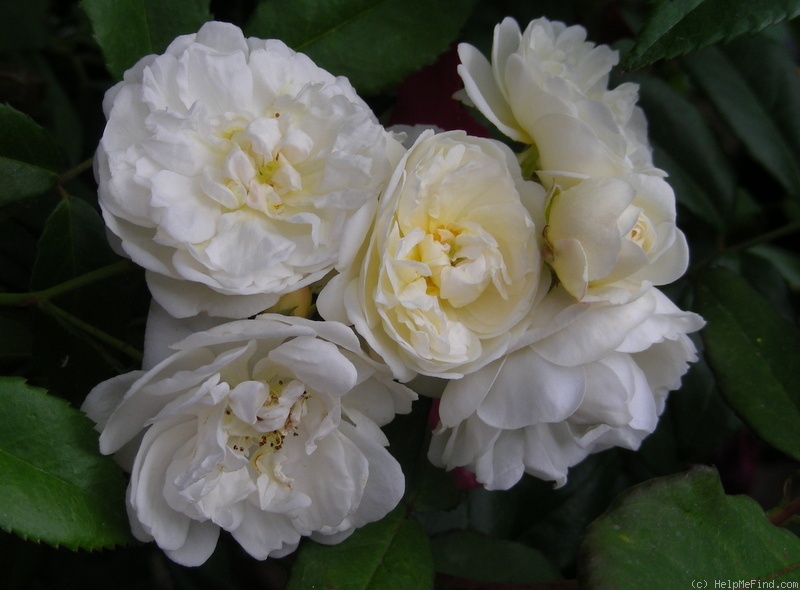 'Perennial White' rose photo