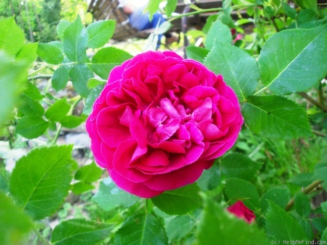 'Triomphe de l'Exposition' rose photo