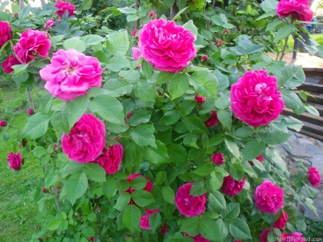 'Triomphe de l'Exposition' rose, click to enlarge 'Triomphe de l'Exposition' rose photo