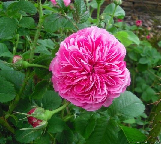'Duc de Cambridge (damask, Laffay, 1840)' rose, click to enlarge 'Duc de Cambridge (damask, Laffay, 1840)' rose photo