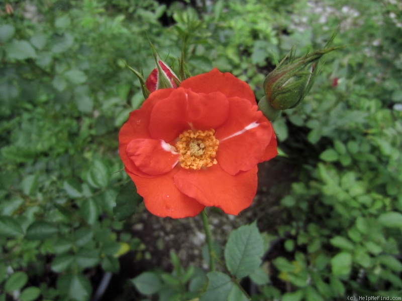 'Jim Lounsbery' rose photo