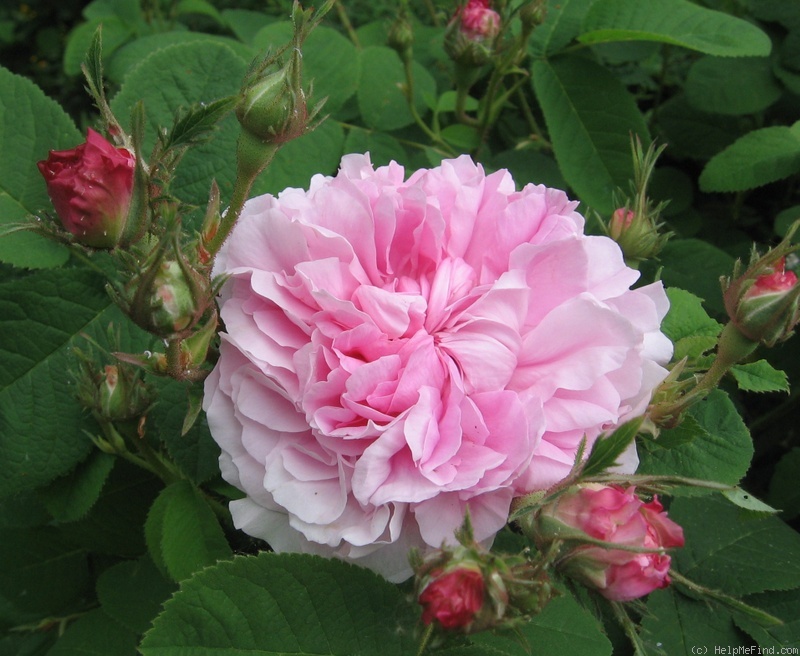 'Pink Léda' rose photo