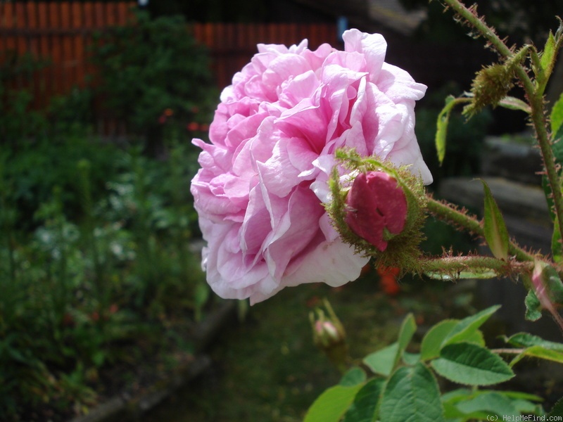 'Old Pink Moss' rose photo
