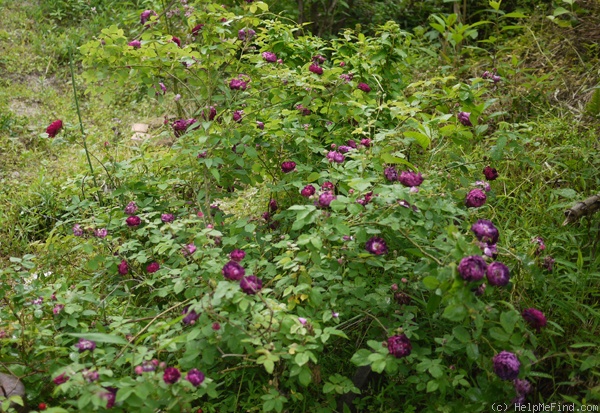 'Ombrée Parfaite' rose photo