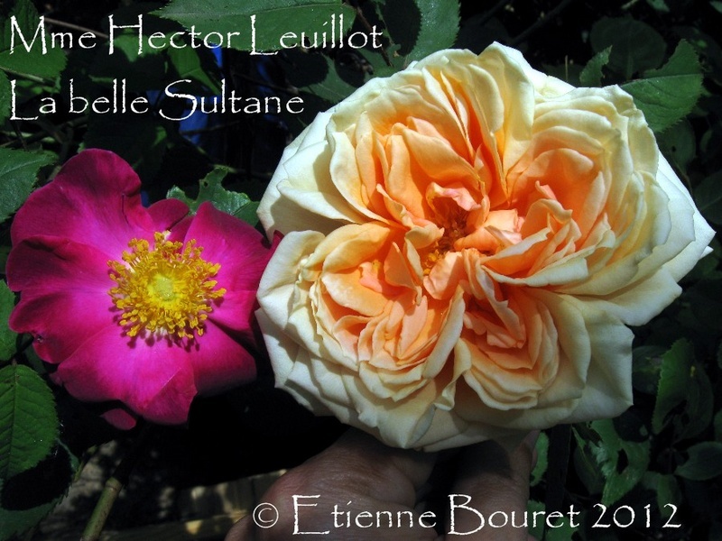 'Madame Hector Leuillot' rose photo