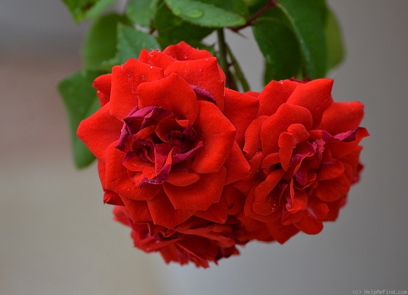 'Margarets World' rose photo