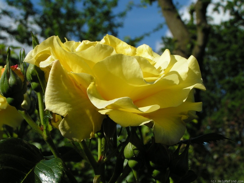 'Lichtkönigin Lucia (Large Flowered Climber, Kordes, 1966)' rose photo