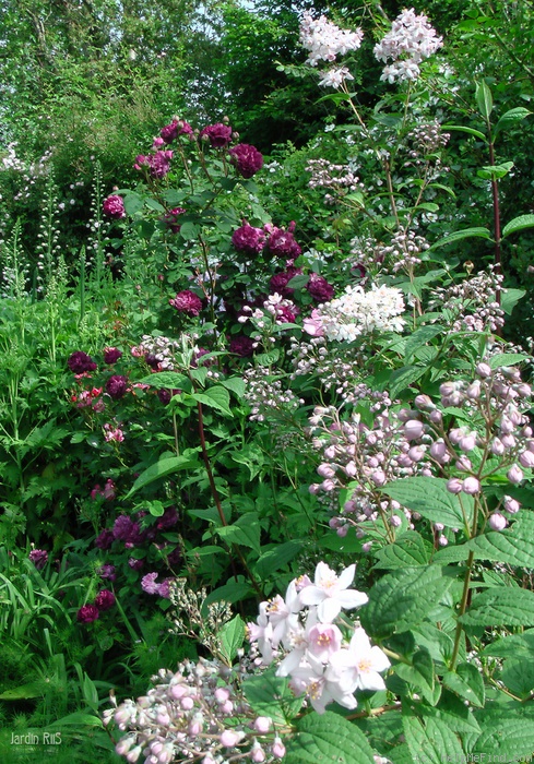 'Cardinal de Richelieu (Hybrid China, Parmentier, pre 1847)' rose, click to enlarge 'Cardinal de Richelieu (Hybrid China, Parmentier, pre 1847)' rose photo