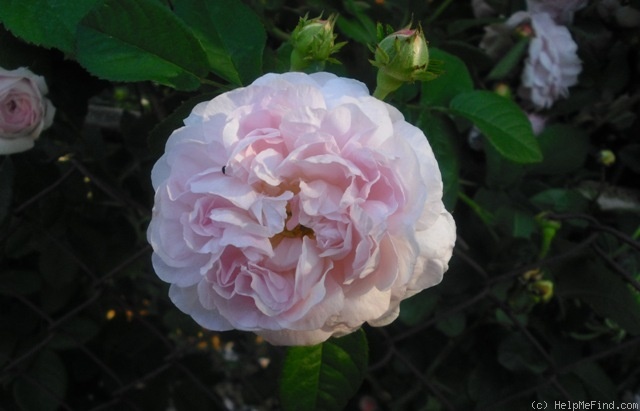 'Duchesse De Montebello (hybrid China, Laffay, 1824)' rose photo