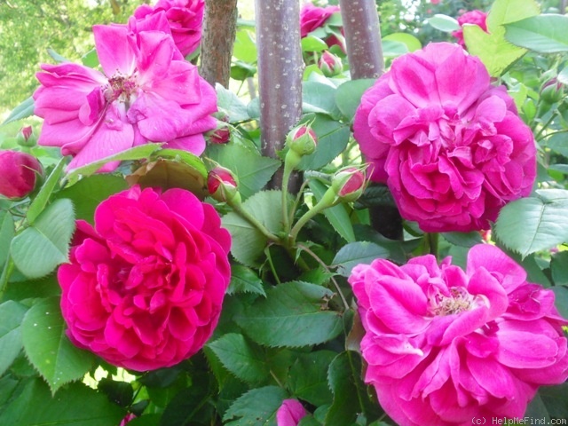 'Triomphe de l'Exposition' rose photo