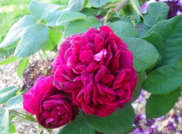 'Tuscany Superb' rose photo