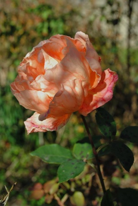 'Barossa Old Rose Repository'  photo