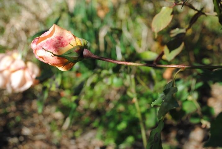 'Barossa Old Rose Repository' , click to enlarge 'Barossa Old Rose Repository'  photo