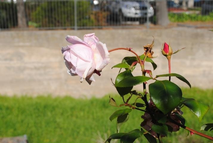'Barossa Old Rose Repository' , click to enlarge 'Barossa Old Rose Repository'  photo