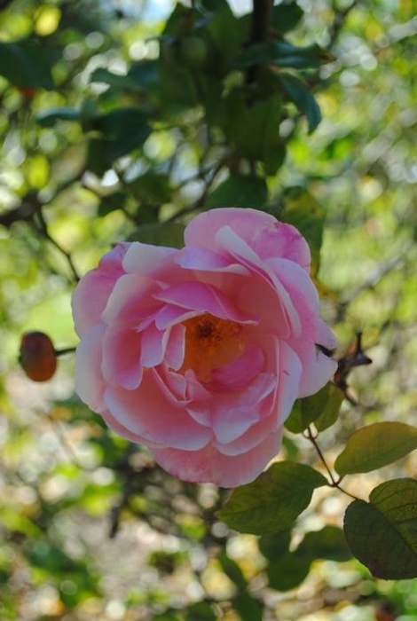 'Barossa Old Rose Repository'  photo