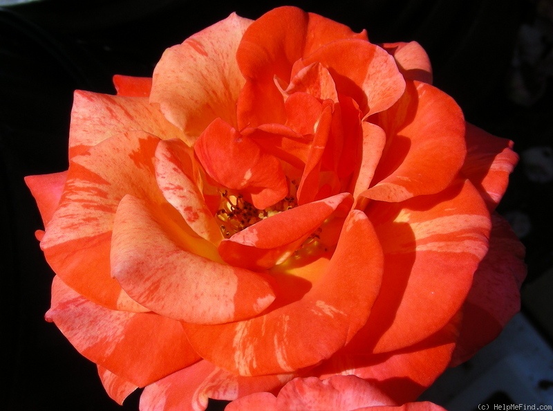 'The Painter' rose photo
