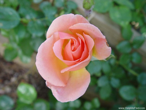 'City Girl (Large Flowered Climber, Harkness, 1985)' rose photo
