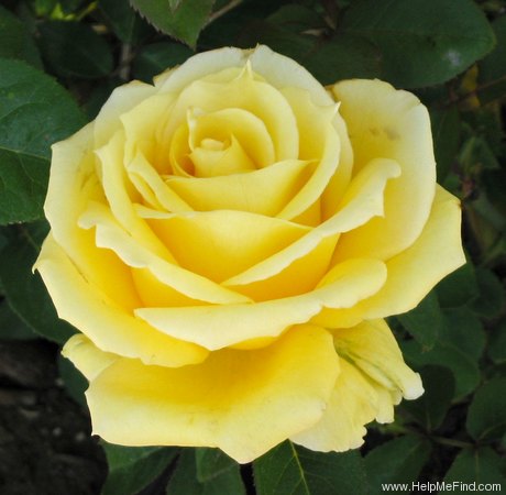 'Golden Scepter' rose photo