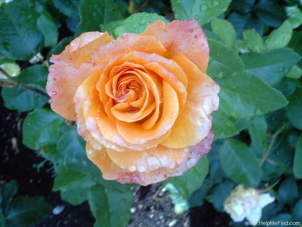 'Adolph Horstmann' rose photo