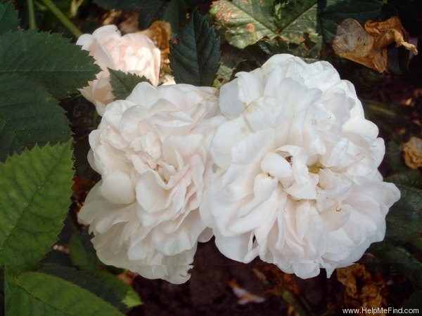 'Jacobite Rose' rose photo