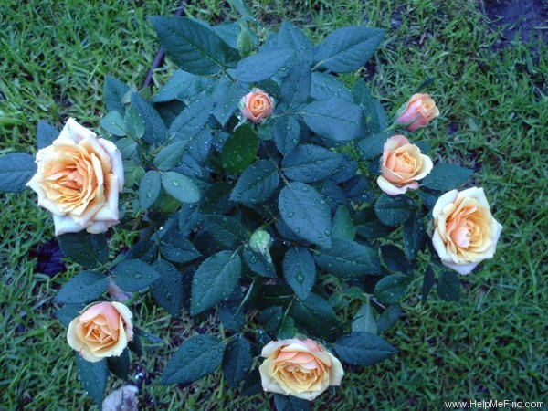 'KORmutric' rose photo