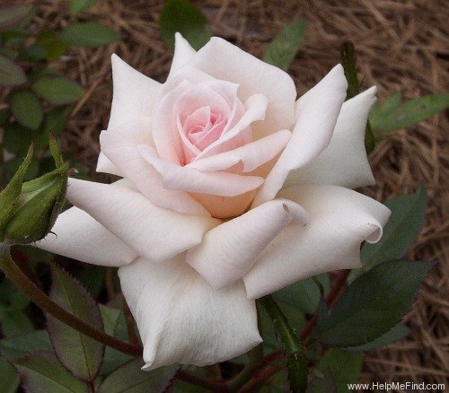 'Amy Grant' rose photo