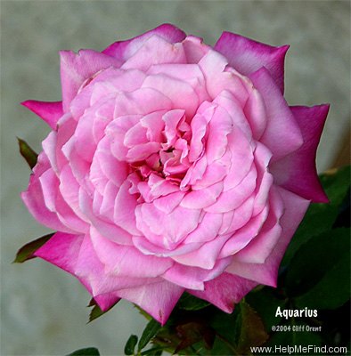 'Aquarius (grandiflora, Armstrong, 1970)' rose photo