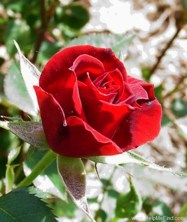 'Salute ™ (miniature, White 1995)' rose photo