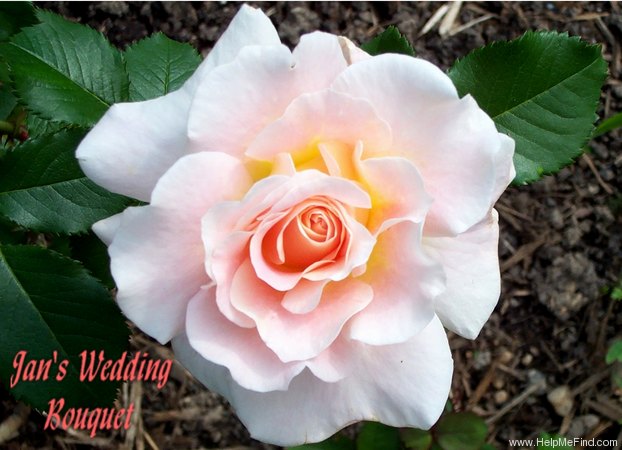 'Jan's Wedding Bouquet' rose photo