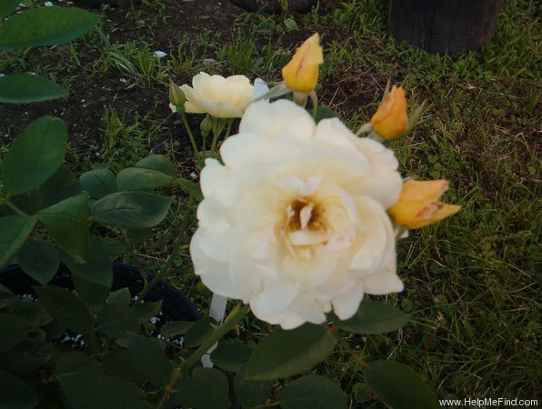'La Vénissiane' rose photo