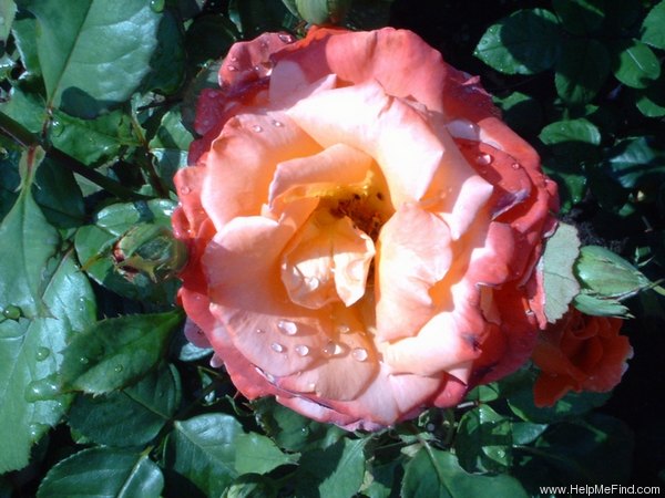 'Christopher Columbus (hybrid tea, Meilland, 1992)' rose photo